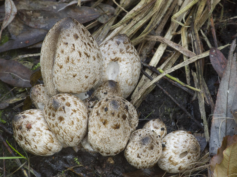 Coprinopsis romagnesiana